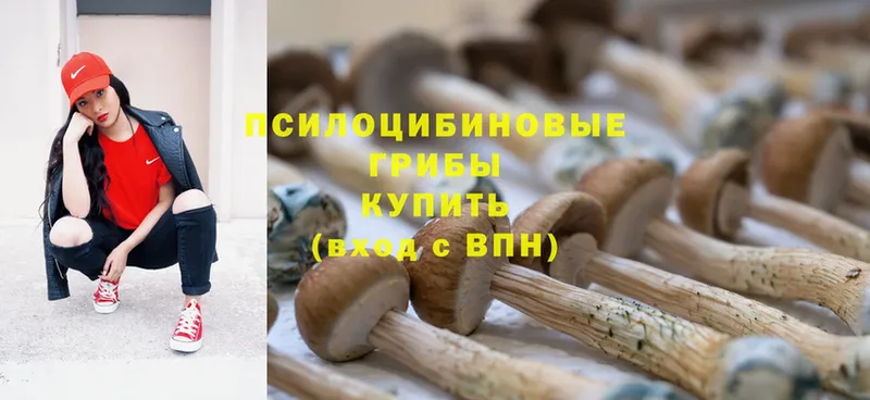 купить   Волчанск  Галлюциногенные грибы Psilocybine cubensis 